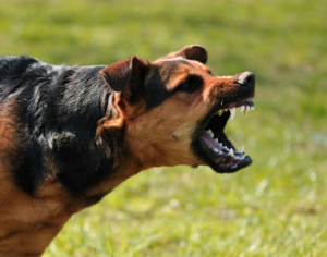 Dog-Bite-Lawsuit-Loans-Dog-Bite-Settlement-Loans